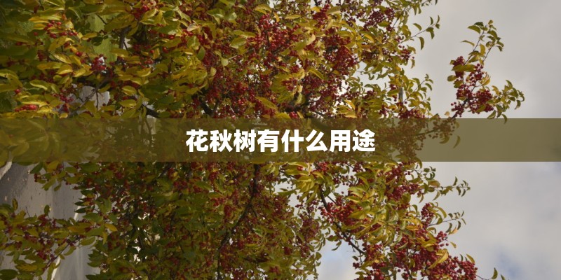 花秋树有什么用途