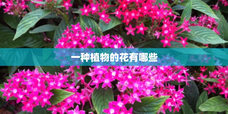 一种植物的花有哪些