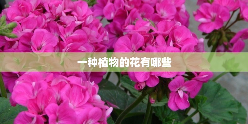 一种植物的花有哪些