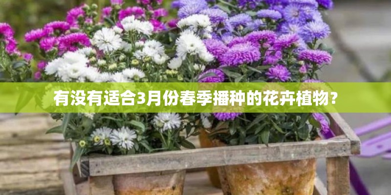 有没有适合3月份春季播种的花卉植物？