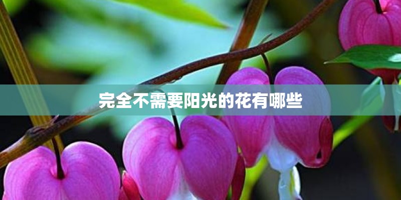 完全不需要阳光的花有哪些