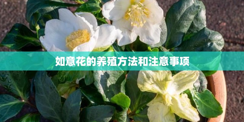 如意花的养殖方法和注意事项