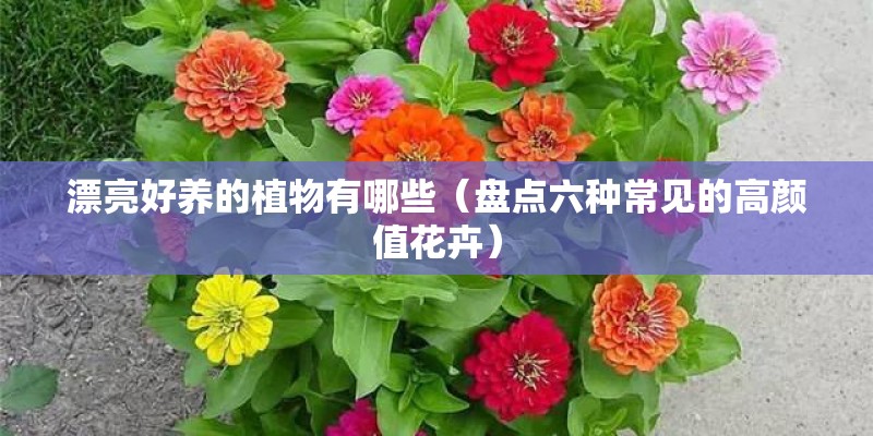 漂亮好养的植物有哪些（盘点六种常见的高颜值花卉）