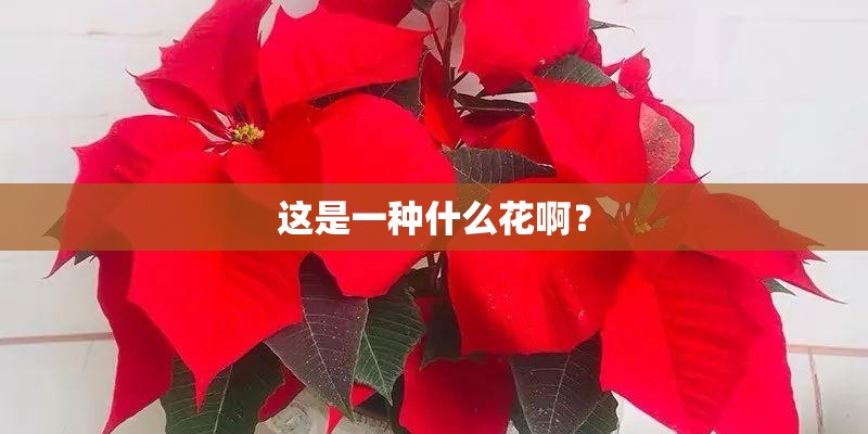 这是一种什么花啊？