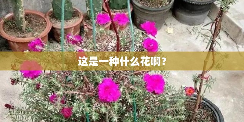 这是一种什么花啊？