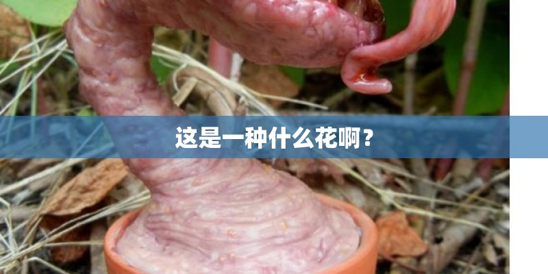 这是一种什么花啊？