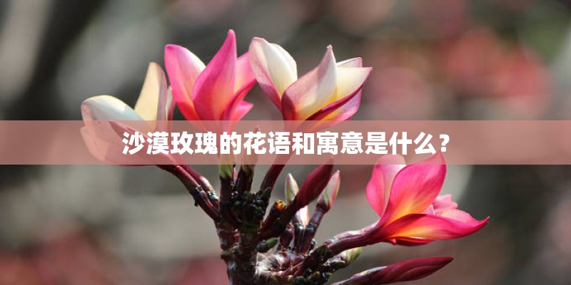 沙漠玫瑰的花语和寓意是什么？