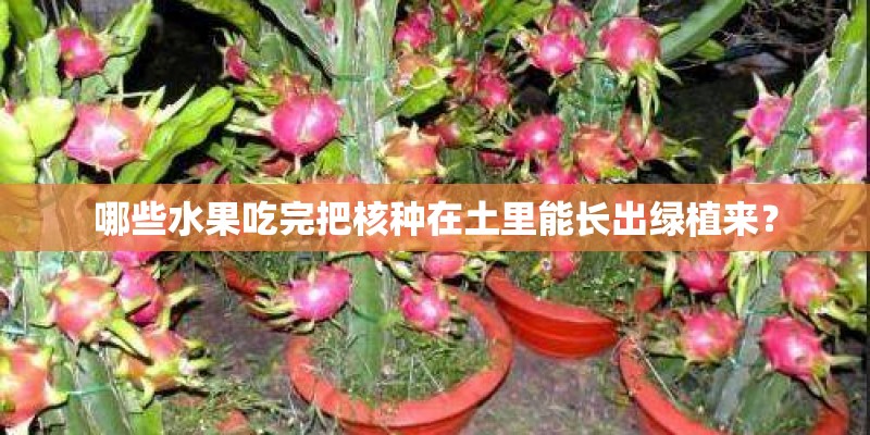 哪些水果吃完把核种在土里能长出绿植来？
