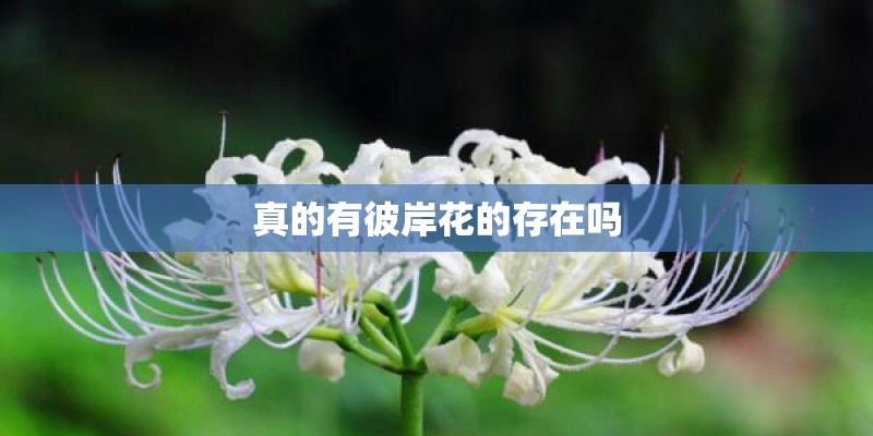榕树栽培养护技术