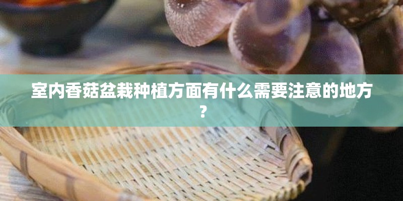 室内香菇盆栽种植方面有什么需要注意的地方？