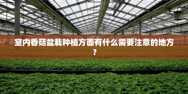 室内香菇盆栽种植方面有什么需要注意的地方？