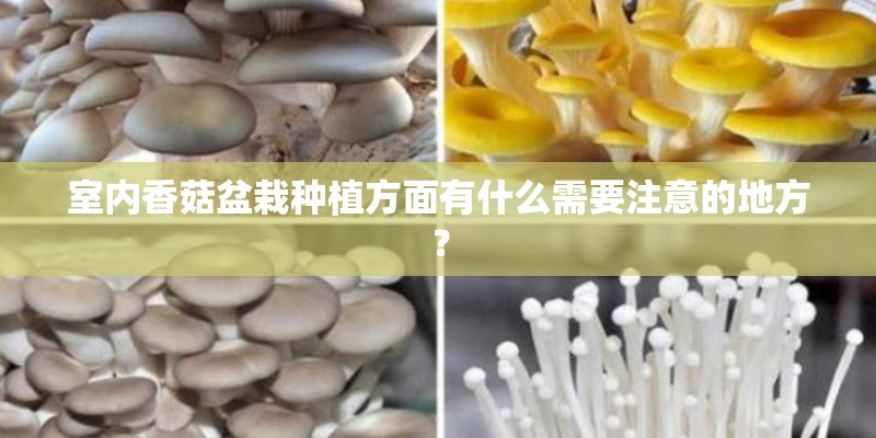榕树栽培养护技术
