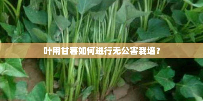 叶用甘薯如何进行无公害栽培？