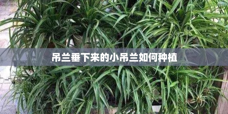 吊兰垂下来的小吊兰如何种植