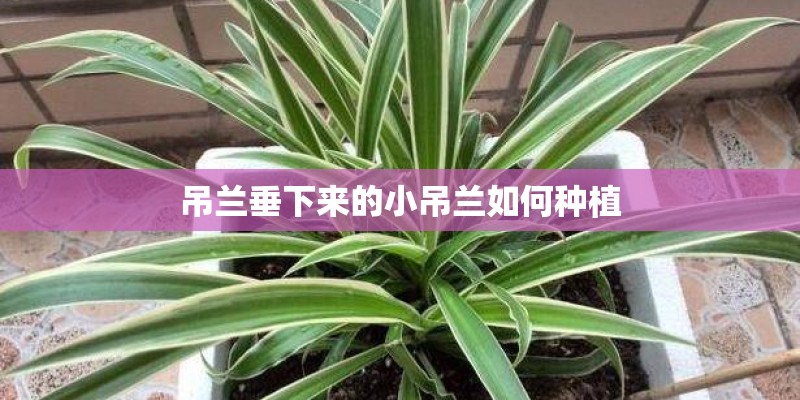 吊兰垂下来的小吊兰如何种植