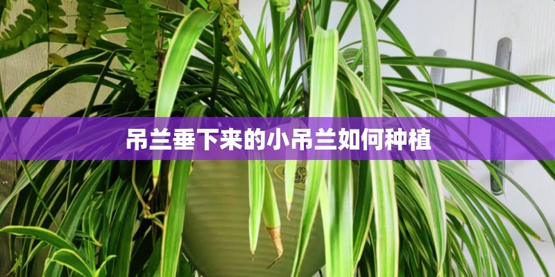 吊兰垂下来的小吊兰如何种植