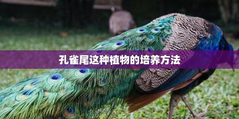 孔雀尾这种植物的培养方法