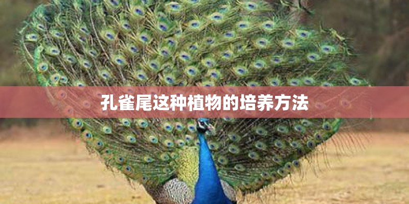 孔雀尾这种植物的培养方法