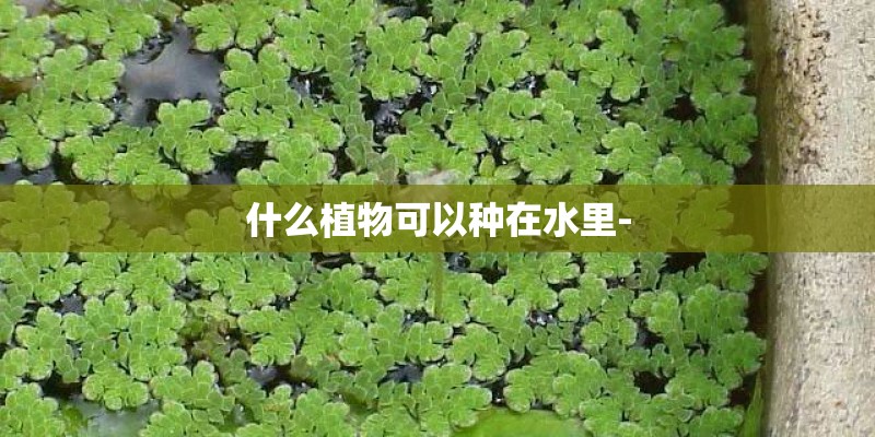 什么植物可以种在水里-