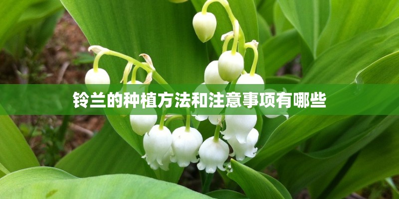 铃兰的种植方法和注意事项有哪些