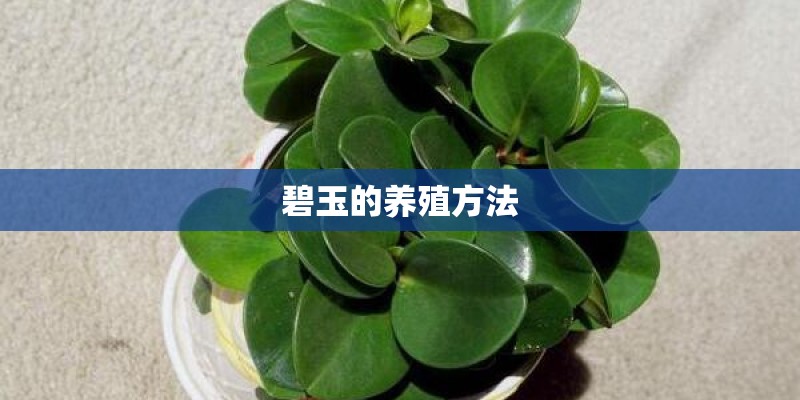 碧玉的养殖方法