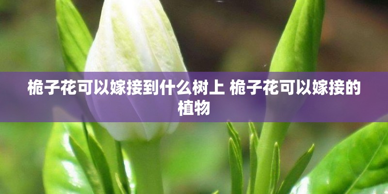 桅子花可以嫁接到什么树上 桅子花可以嫁接的植物