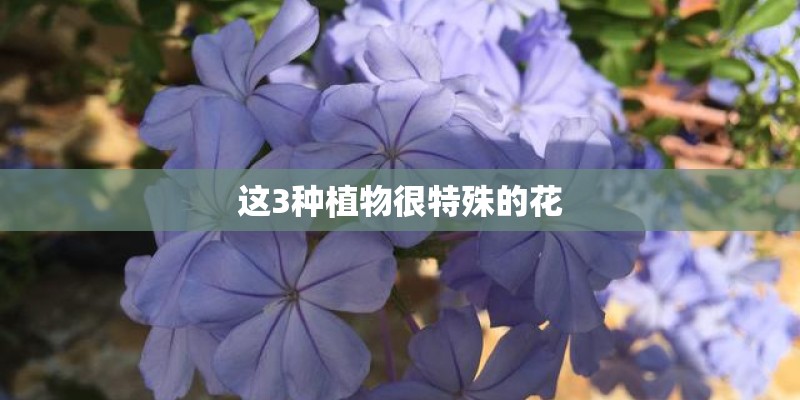这3种植物很特殊的花