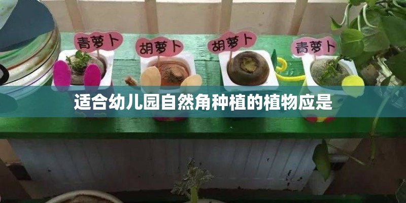 适合幼儿园自然角种植的植物应是