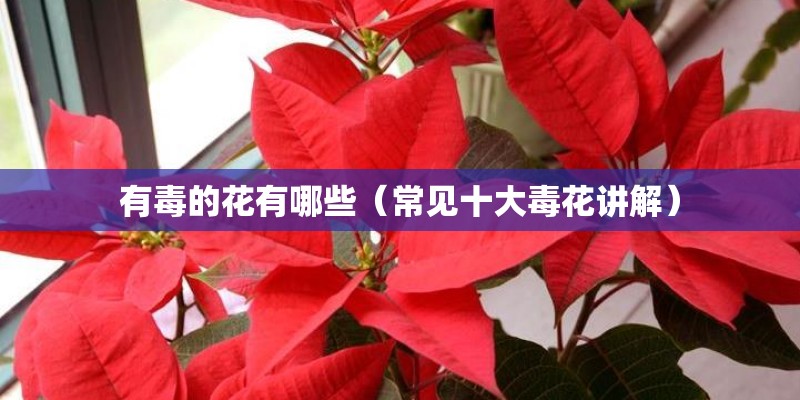 有毒的花有哪些（常见十大毒花讲解）