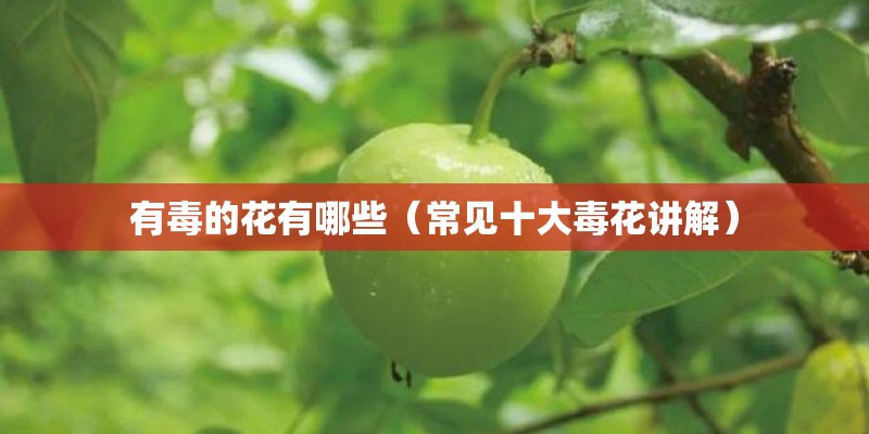 有毒的花有哪些（常见十大毒花讲解）