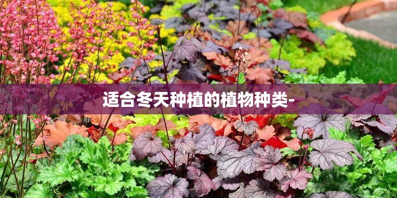 适合冬天种植的植物种类-
