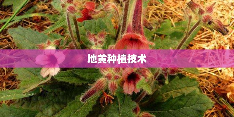 地黄种植技术