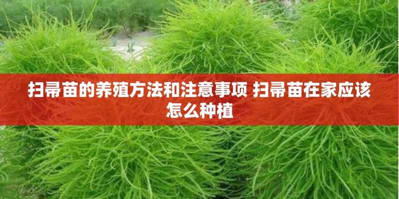 扫帚苗的养殖方法和注意事项 扫帚苗在家应该怎么种植