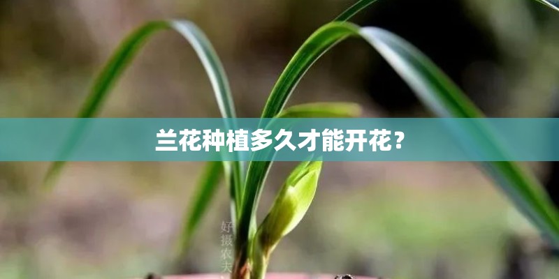 兰花种植多久才能开花？