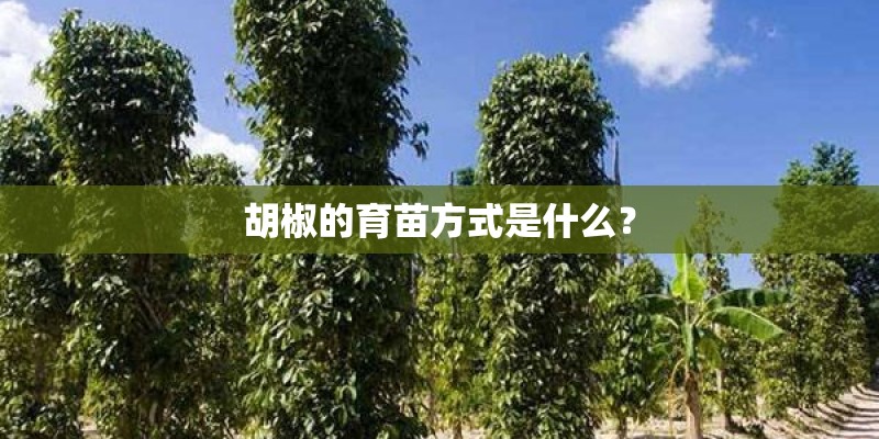 胡椒的育苗方式是什么？