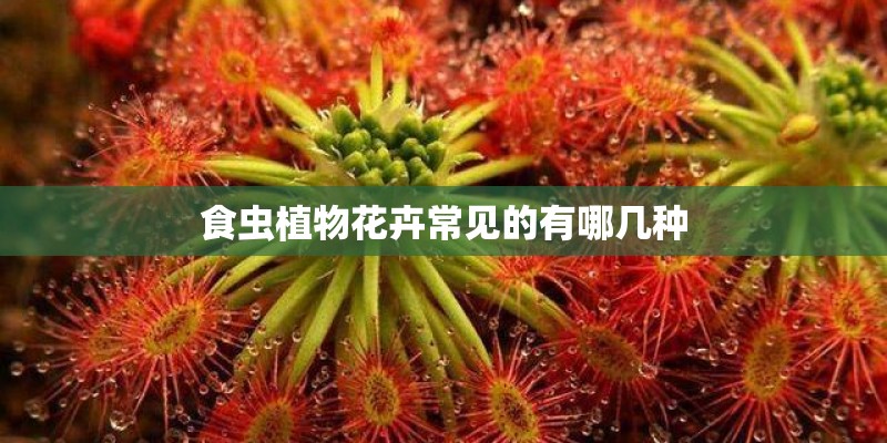 食虫植物花卉常见的有哪几种