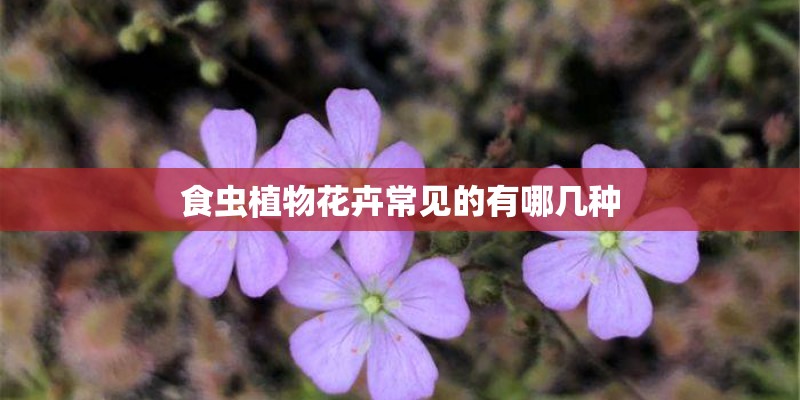 食虫植物花卉常见的有哪几种