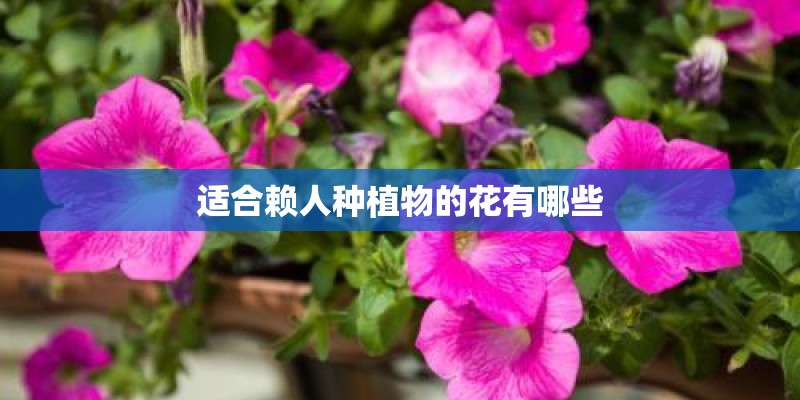 适合赖人种植物的花有哪些