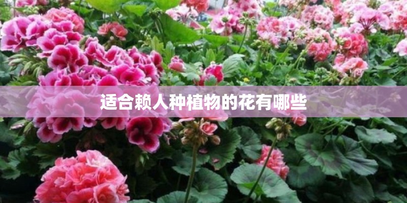 适合赖人种植物的花有哪些