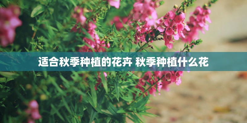 适合秋季种植的花卉 秋季种植什么花
