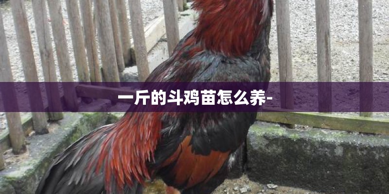 一斤的斗鸡苗怎么养-
