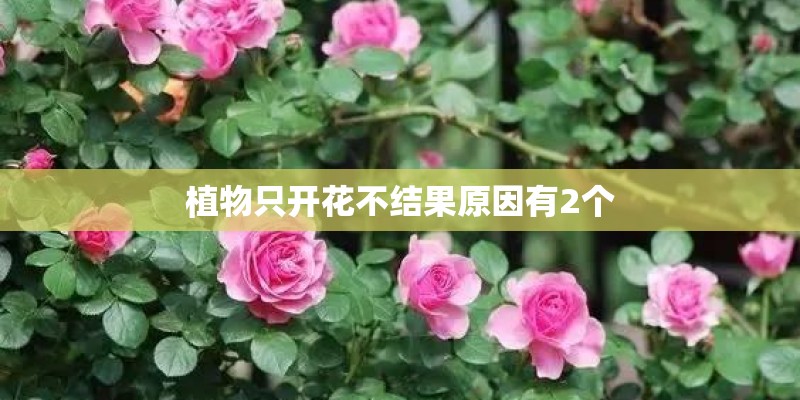 植物只开花不结果原因有2个