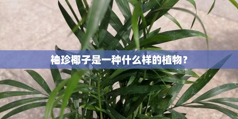 袖珍椰子是一种什么样的植物？