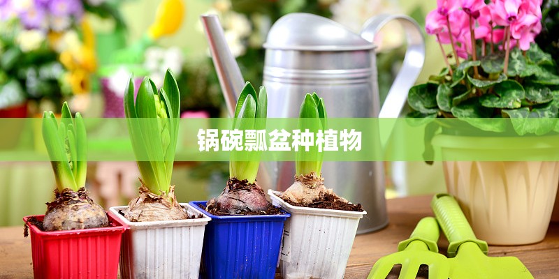 锅碗瓢盆种植物