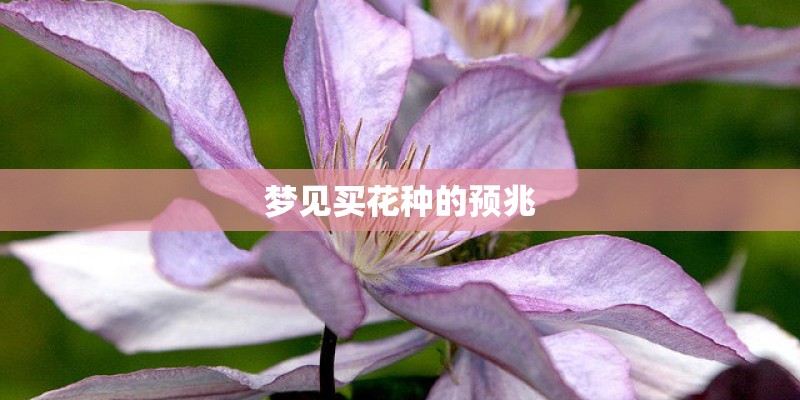 梦见买花种的预兆