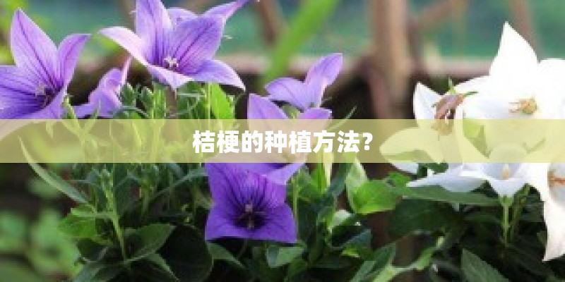 桔梗的种植方法？