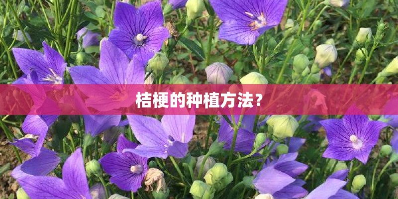桔梗的种植方法？