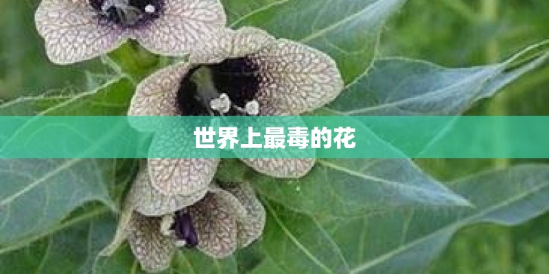世界上最毒的花