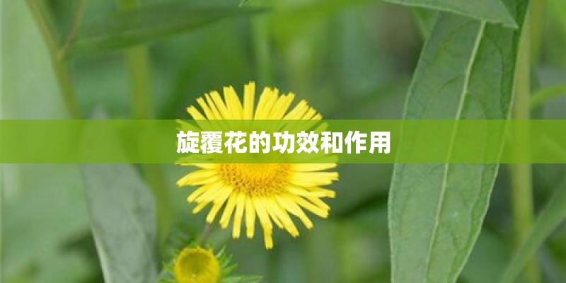 旋覆花的功效和作用
