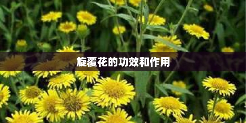 旋覆花的功效和作用